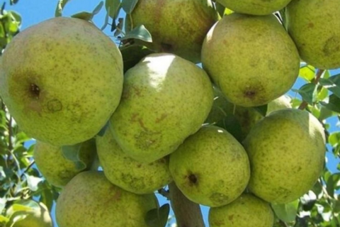 Armut Çeşitleri